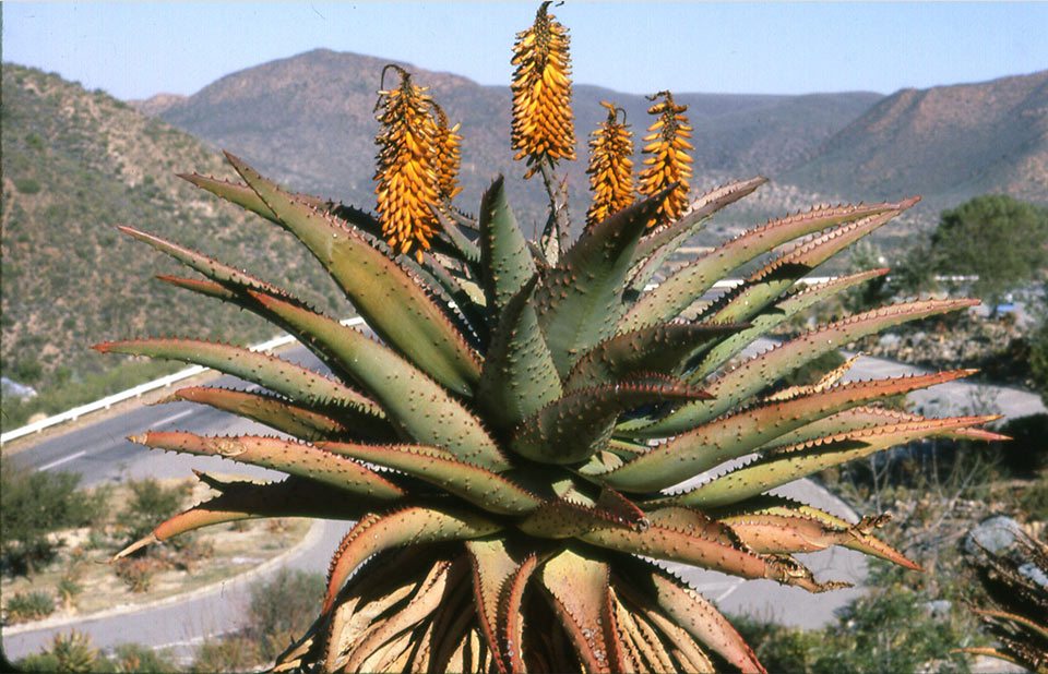 Aloe’s Natural Treatment Beneftis