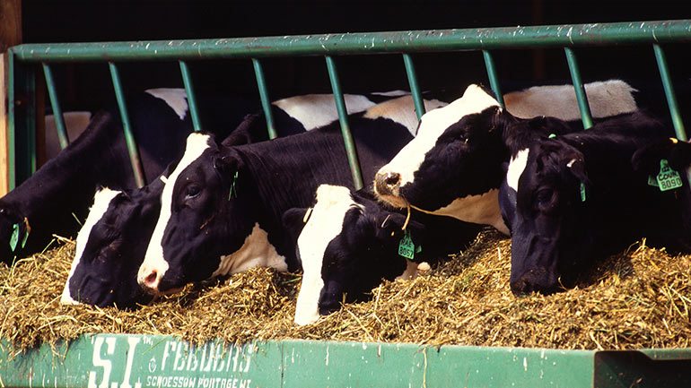Can Too Much Protein Hurt Your Health?