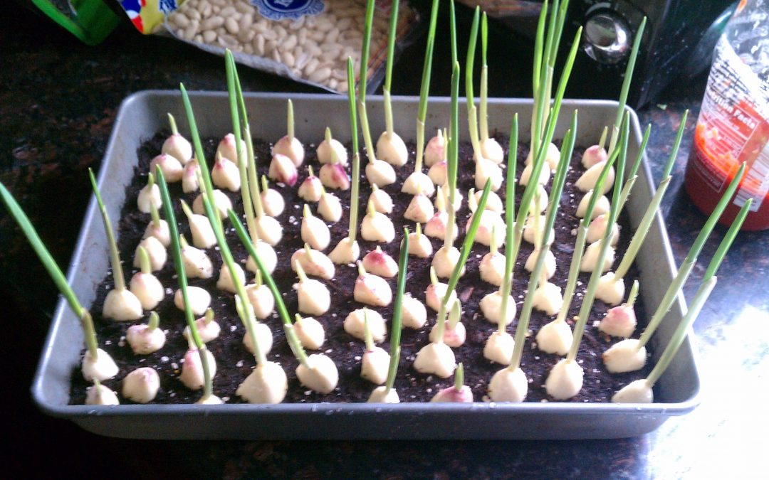 8 Vegetables And Herbs That Require Little Effort And Will Regrow Forever
