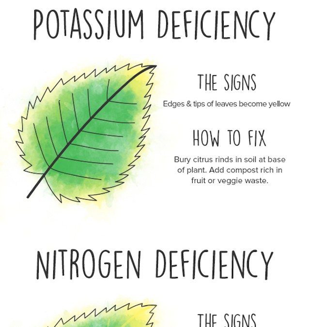 Why Are My Plant’s Leaves Turning Yellow?