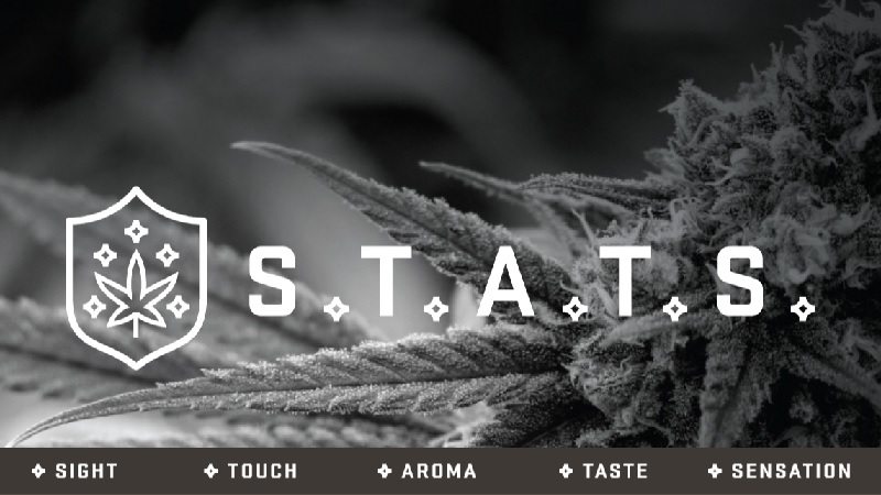 Become a Cannabis Connoisseur With the S.T.A.T.S. Evaluation Guide