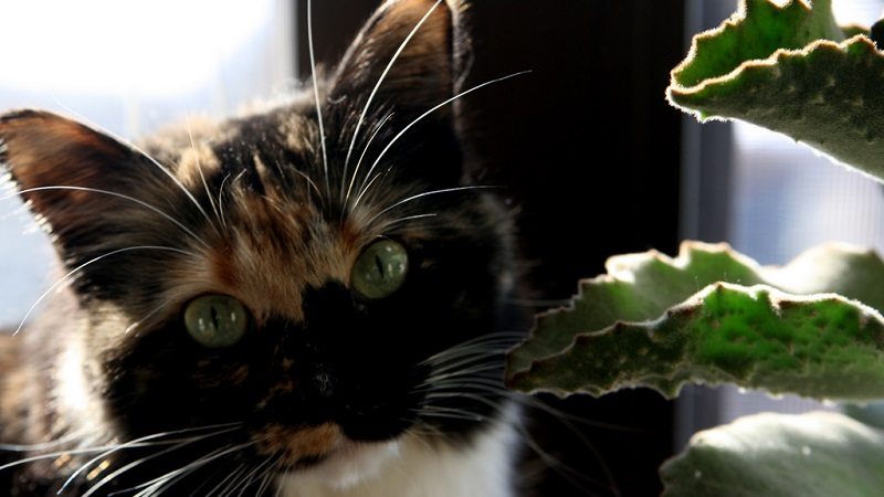 Five Easy Tips for Keeping Pets Away From Your Houseplants