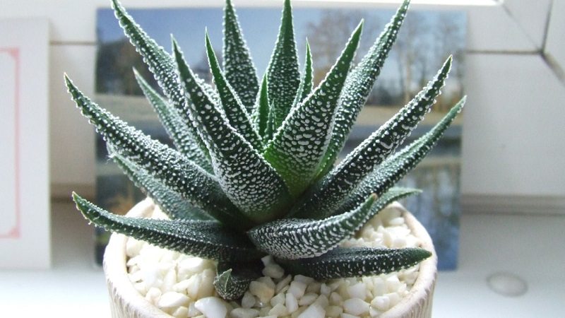 A Simple Rule of Thumb That Will Help Keep Your Succulents Alive