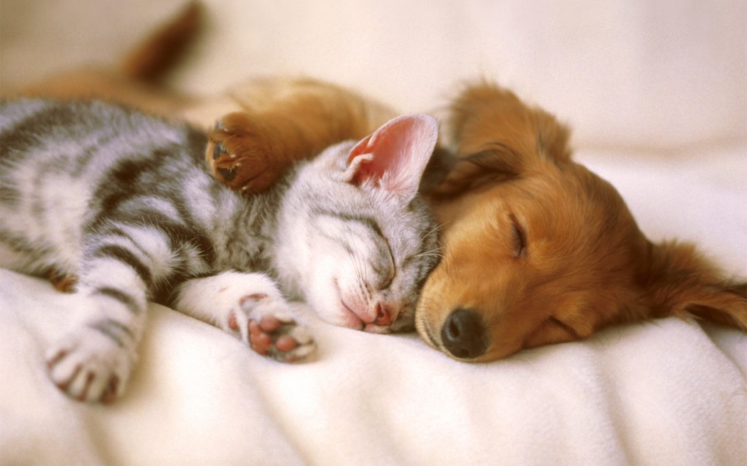 Cute Animal Images To Sum Up What A Healthy Relationship Is Like