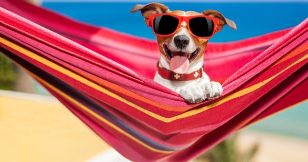 What Dog Breed Are You?