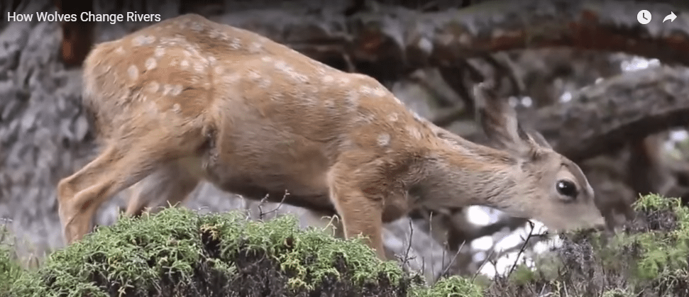 What Happens After Releasing These Wolves Into The Park Is A Miracle And It Tells Us A Very Important Message