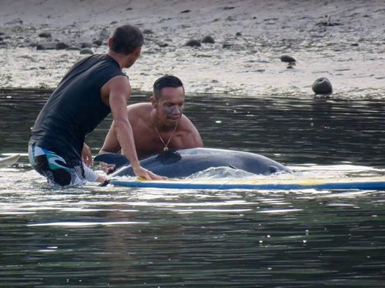 Surfers Hear Baby Whale Crying, What They Do Next Is Amazing