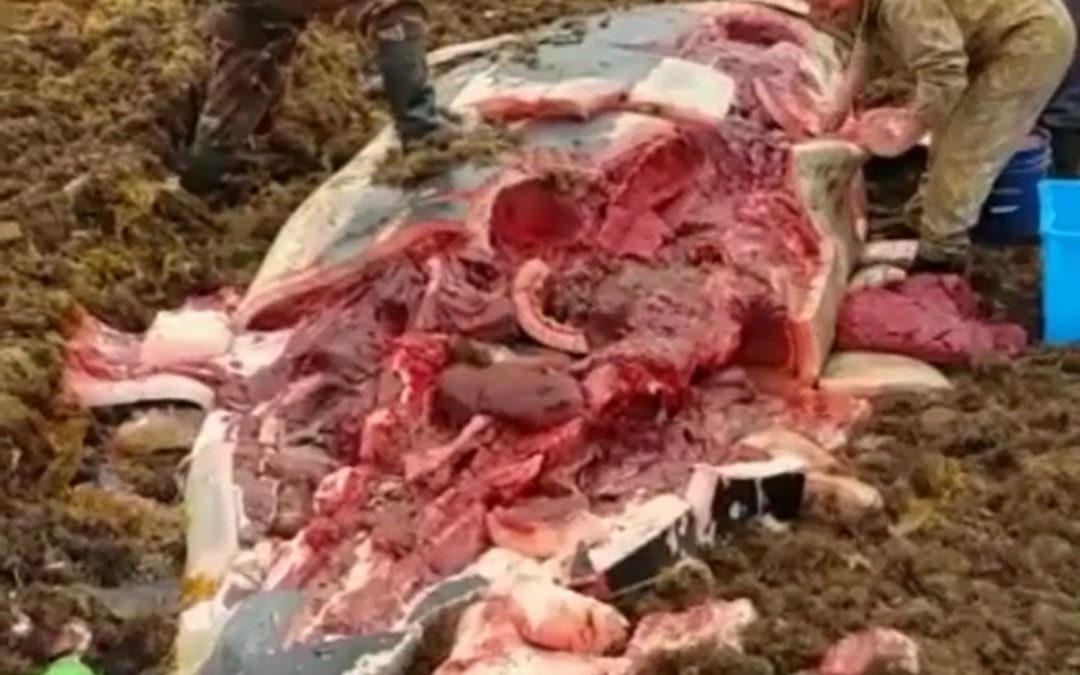 Stranded Killer Whale Cries For Help, People Do Something Priceless To It