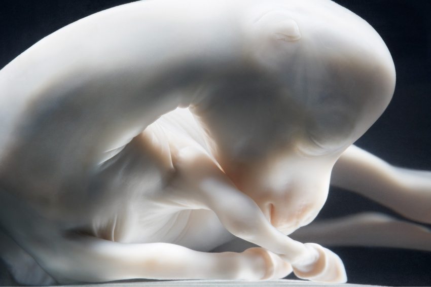 15 Breathtaking Photos Of Unborn Baby Animals In Their Mother’s Womb