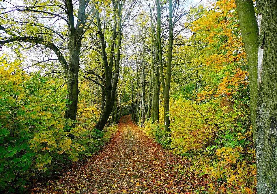 If You Find Urban Life Stressful, Study Says You Should Try Bathing In The Forest