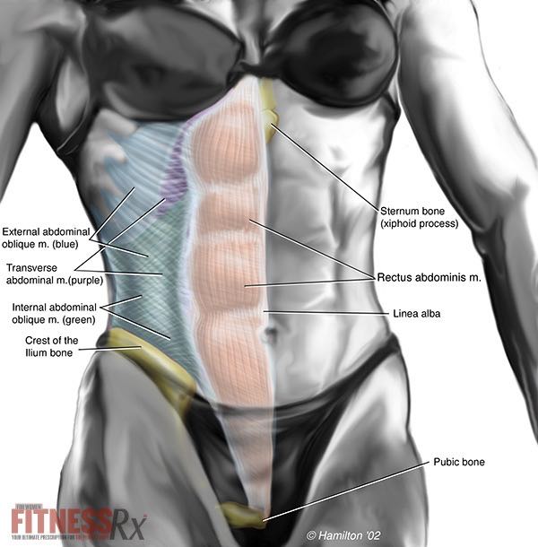 Reverse Plank To Strengthen Your Core And Lower Body