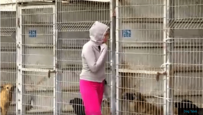 Woman Can’t Decide Which Dogs To Save From Shelter, Then She Does Something Really Amazing…