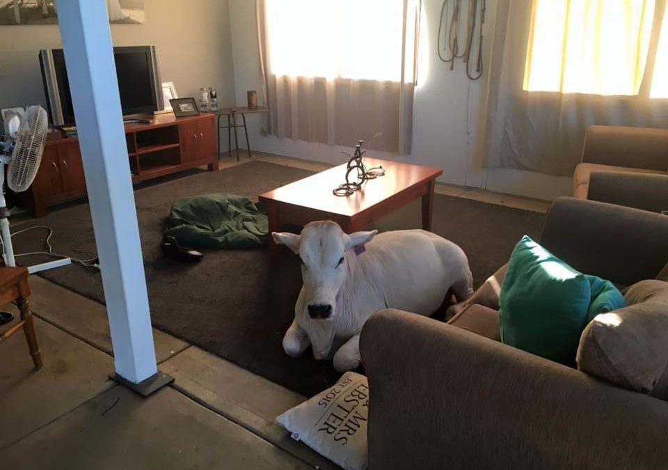 This Cow Lives Happily With Two Dogs And One Couple, And Sometimes Breaks Into The House
