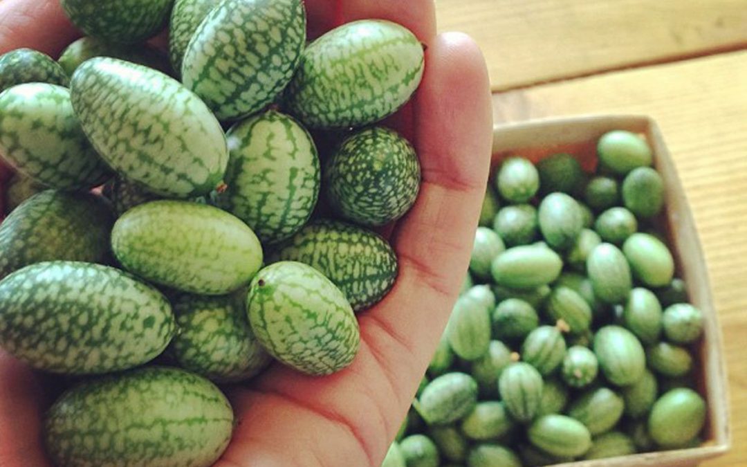 How To Grow This Cutest Fruit On Earth