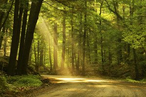 Forest Bathing Makes You Smarter (Happier, too)